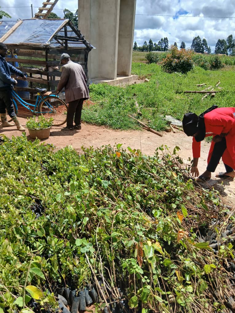 Reforestation on the highland ridges