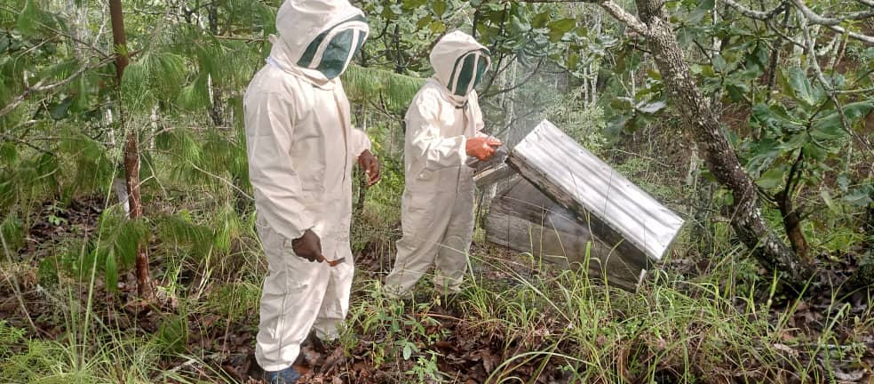 Beekeeping and honey harvesting