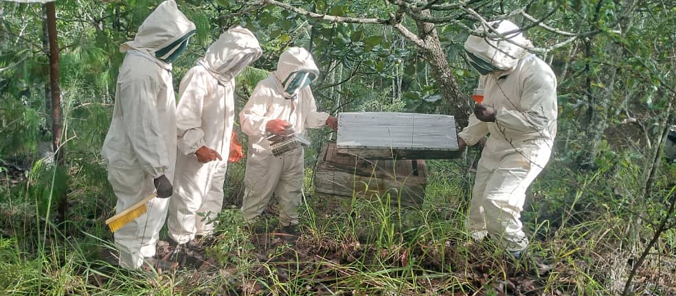 Beekeeping and honey harvesting