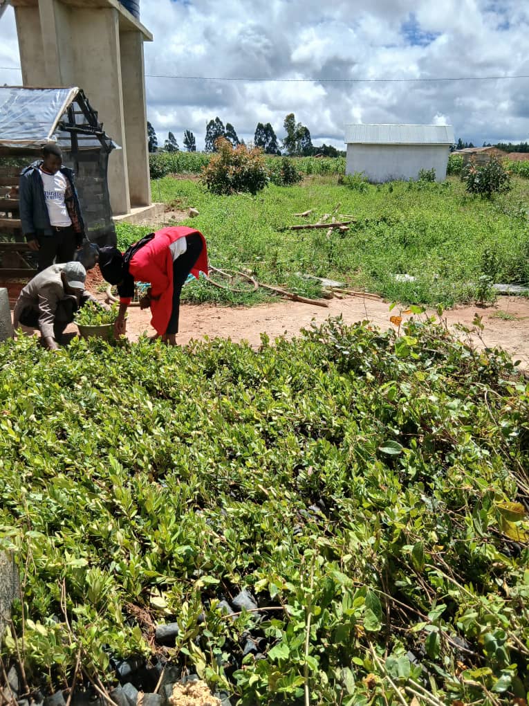 Reforestation on the highland ridges