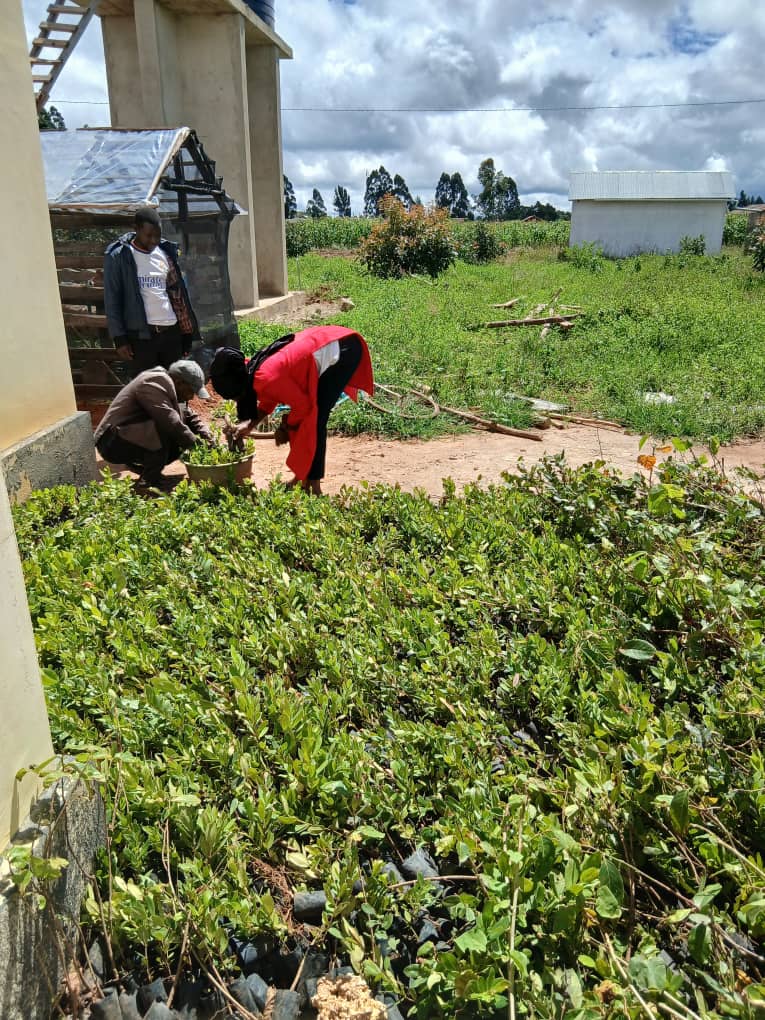 Reforestation on the highland ridges