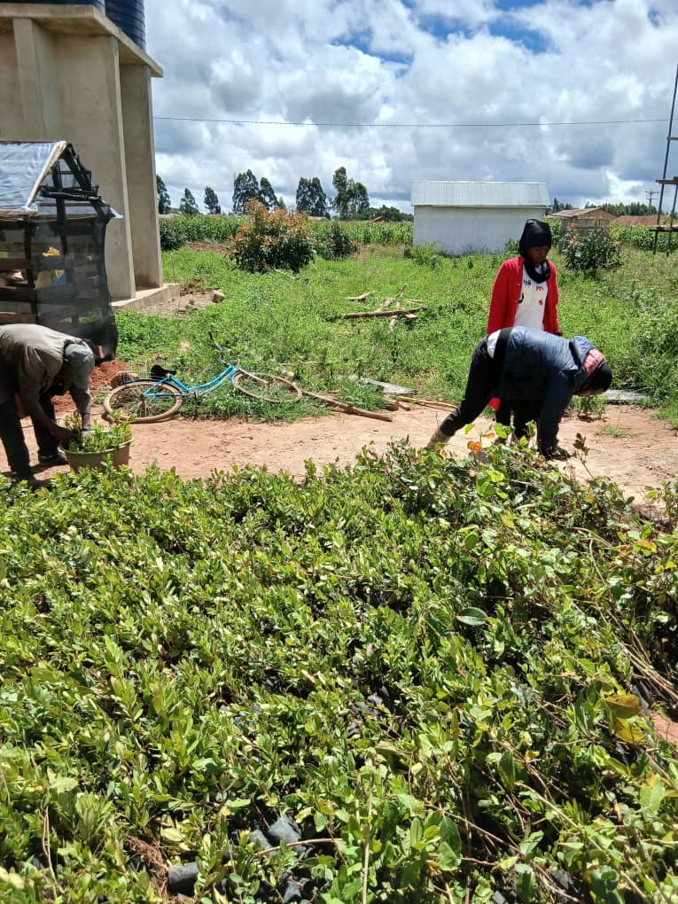 Tree nursery programme